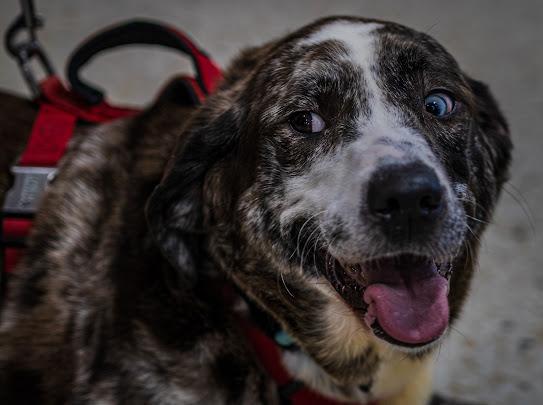 Opal, a Adoptable mixed breed in Farmington, MN image 2/6