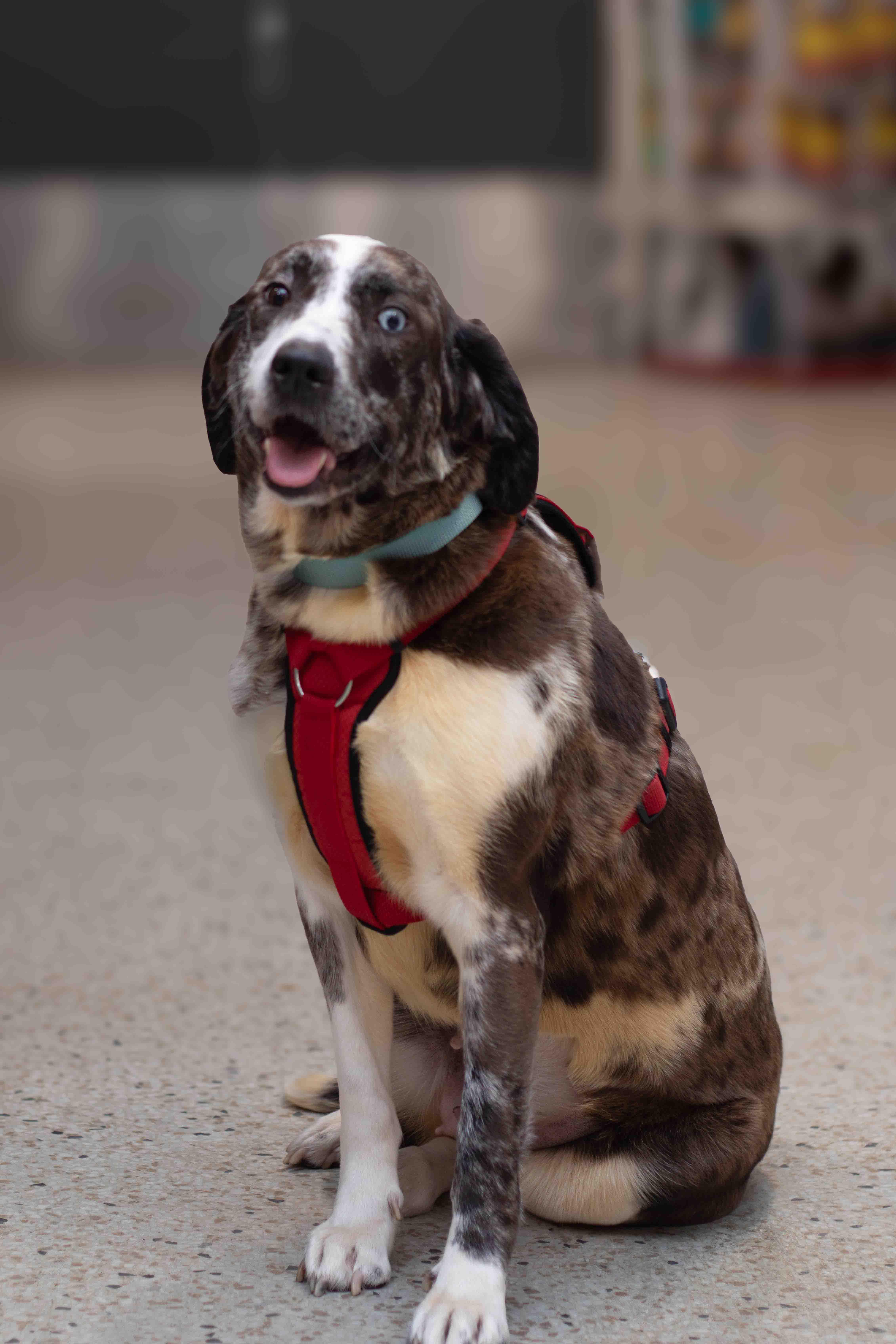 Opal, a Adoptable mixed breed in Farmington, MN image 1/6