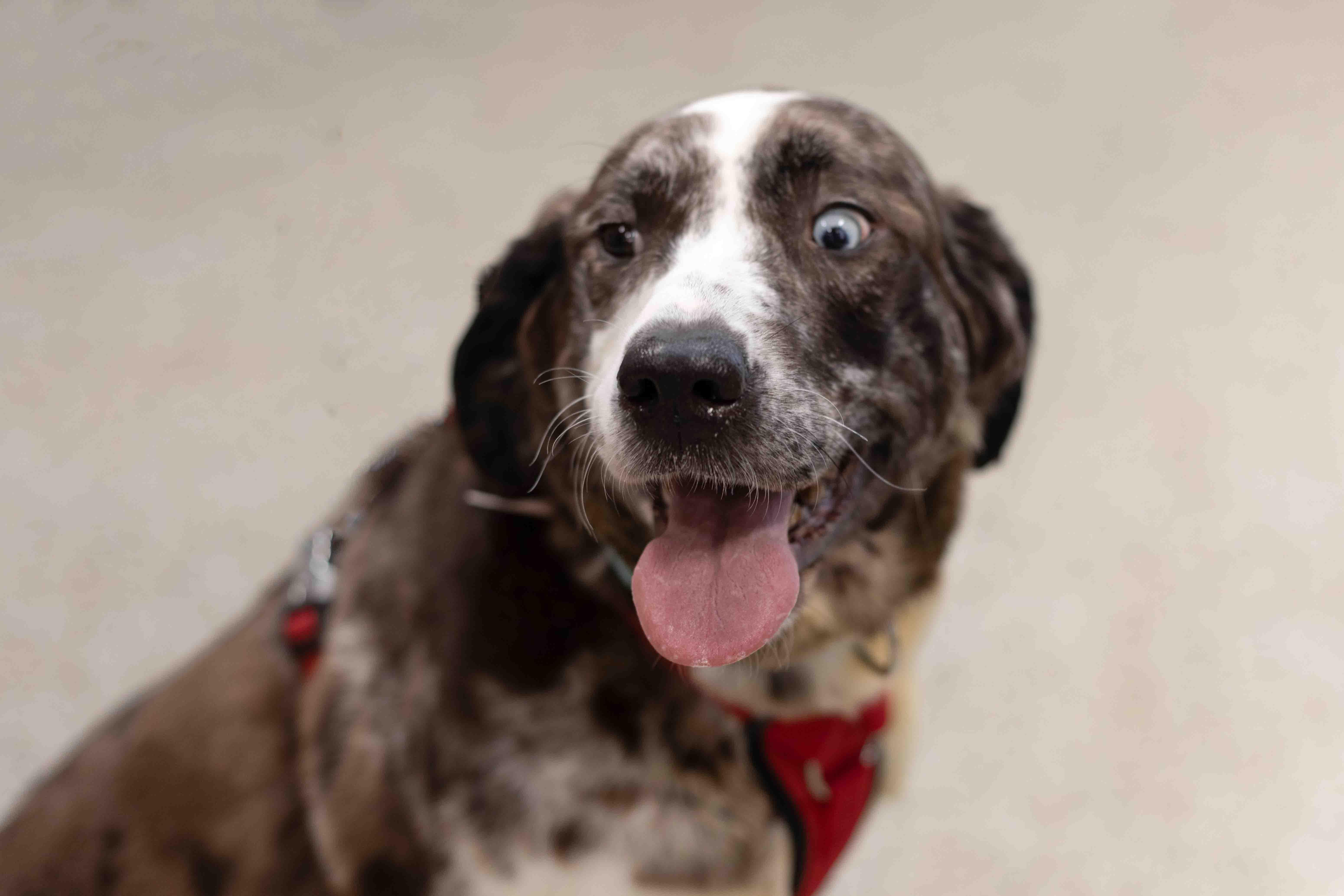 Opal, a Adoptable mixed breed in Farmington, MN image 3/6