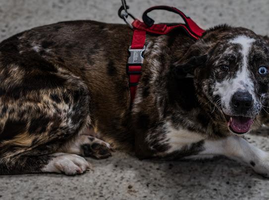 Opal, a Adoptable mixed breed in Farmington, MN image 4/6