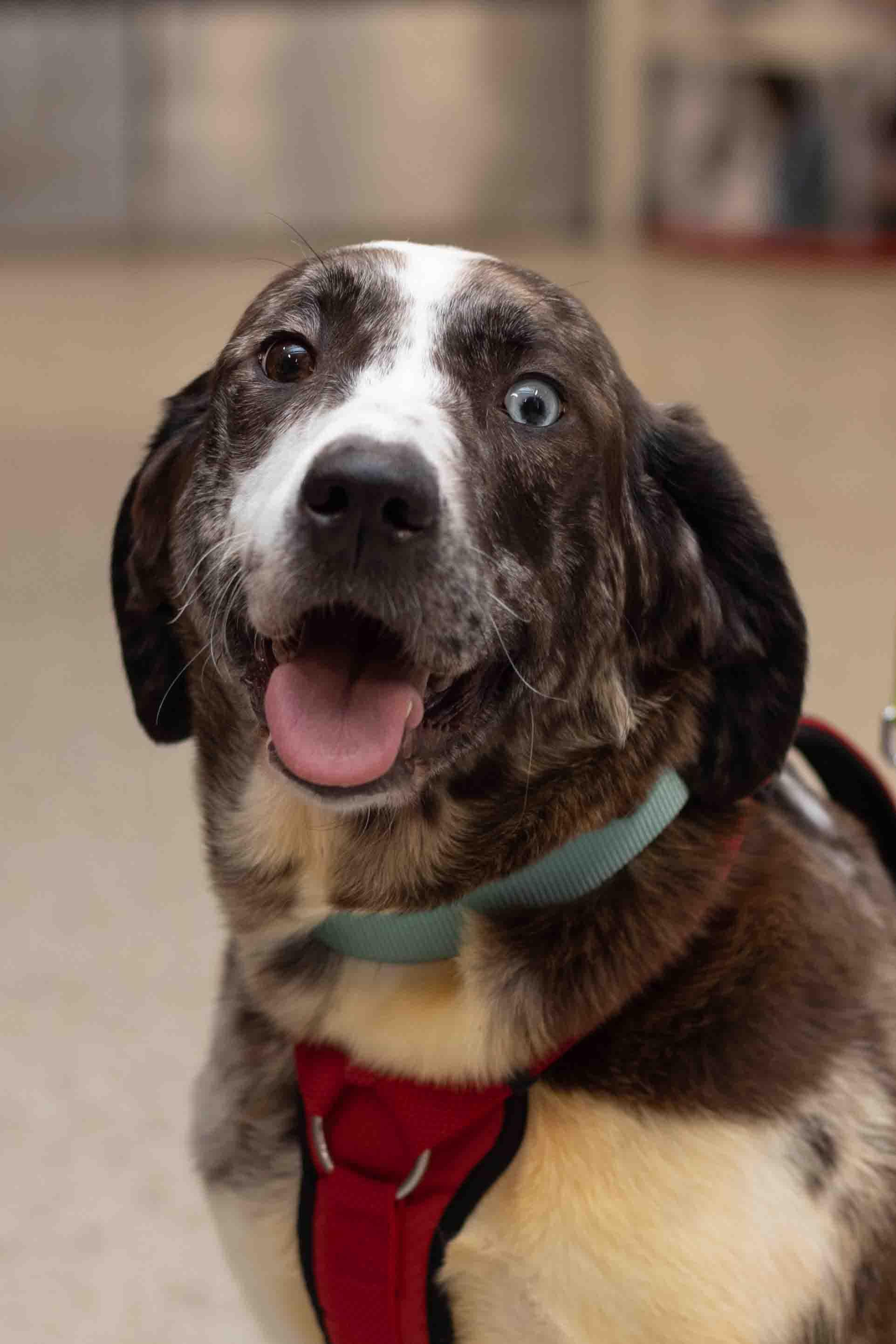 Opal, a Adoptable mixed breed in Farmington, MN image 5/6