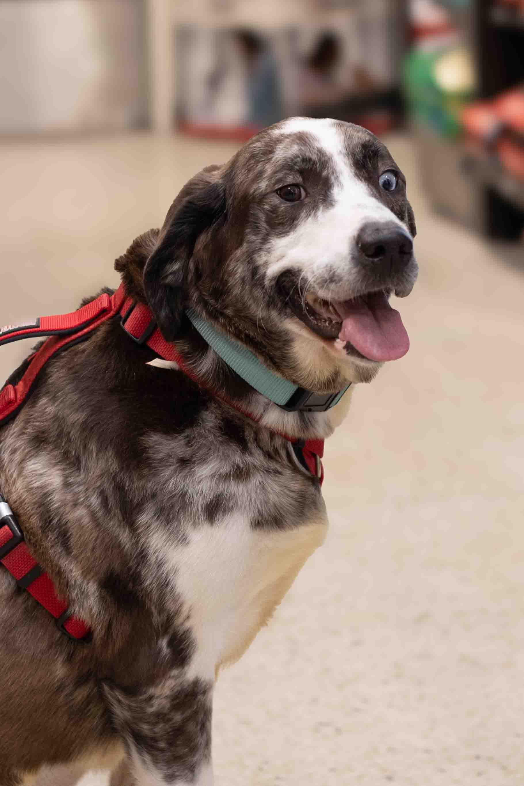 Opal, a Adoptable mixed breed in Farmington, MN image 6/6