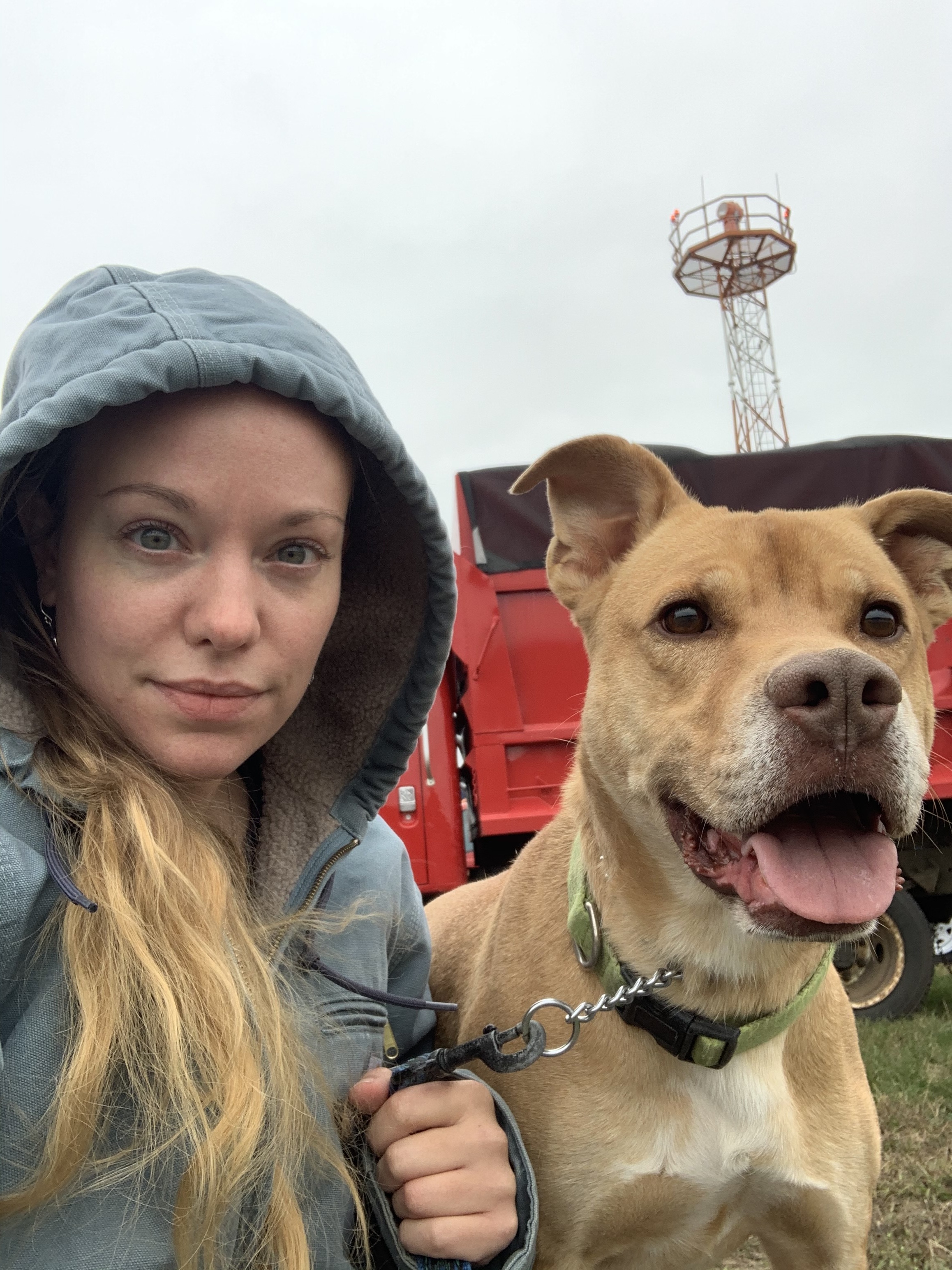 Enlarge Wilson, a Adoptable mixed breed in Willimantic, CT image 10/13