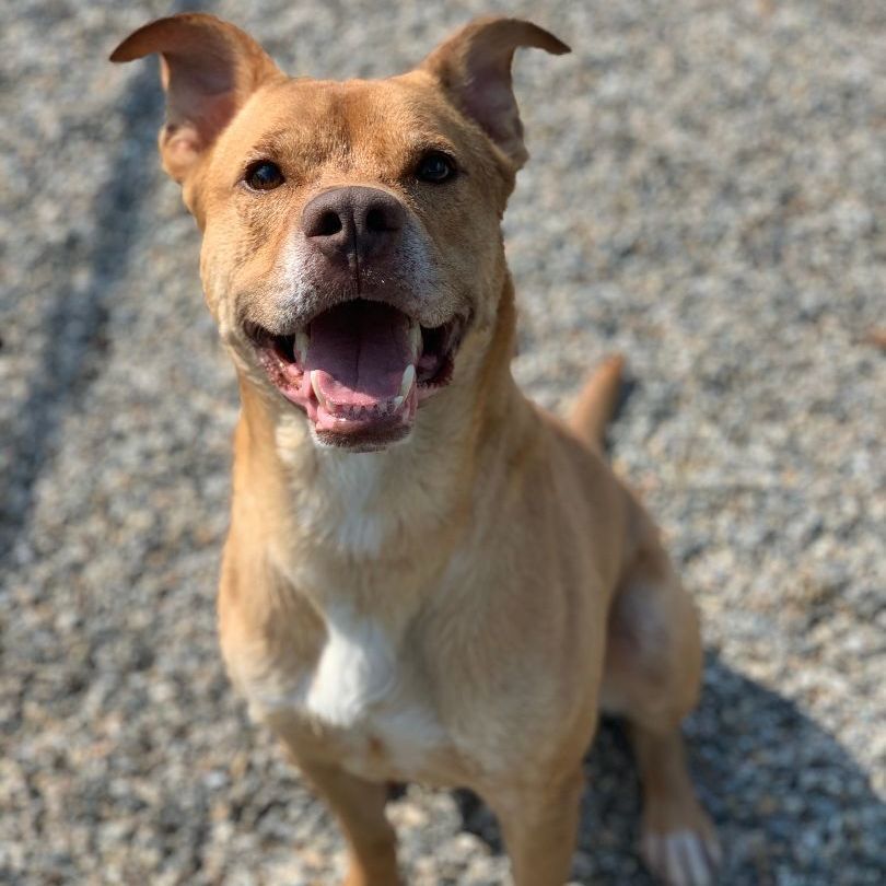 Wilson, Adoptable, Senior Male German Shepherd Dog & Pit Bull Terrier.