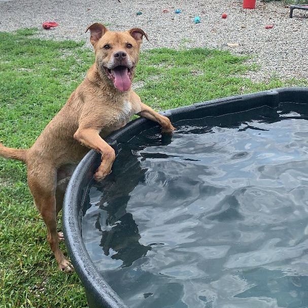 Enlarge Wilson, a Adoptable mixed breed in Willimantic, CT image 12/13