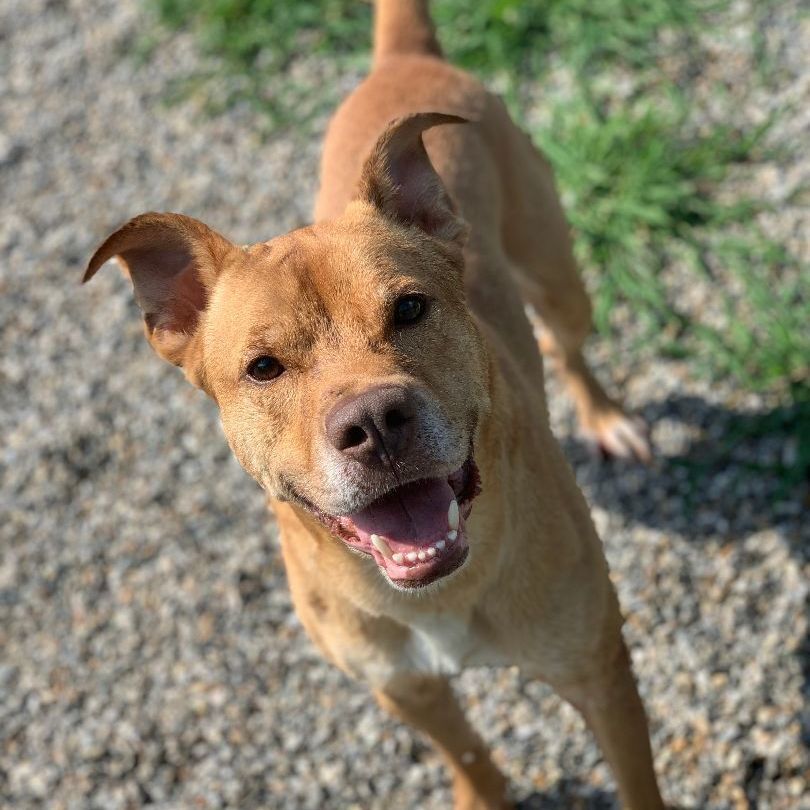 Enlarge Wilson, a Adoptable mixed breed in Willimantic, CT image 13/13