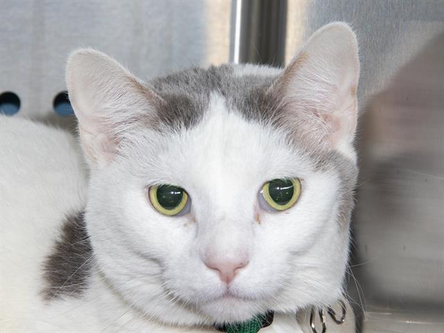 Enlarge DAISY, a Adoptable Domestic Short Hair in Saint Louis, MO image 1/1