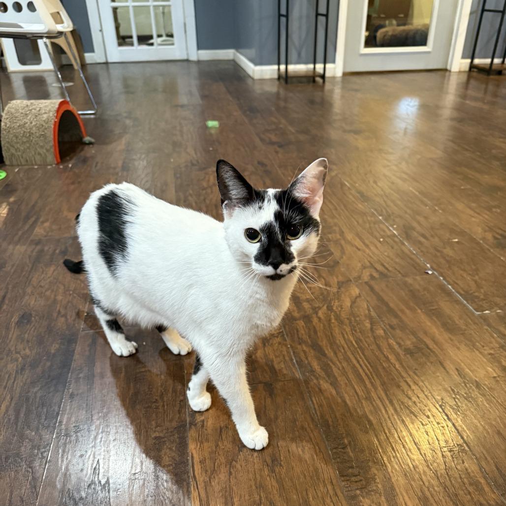 Vance, Adoptable, Adult Male Domestic Short Hair.