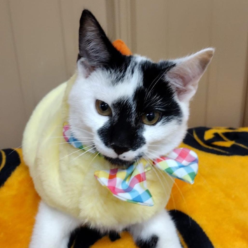 Enlarge Vance, a Adoptable Domestic Short Hair in Nashville, TN image 2/2