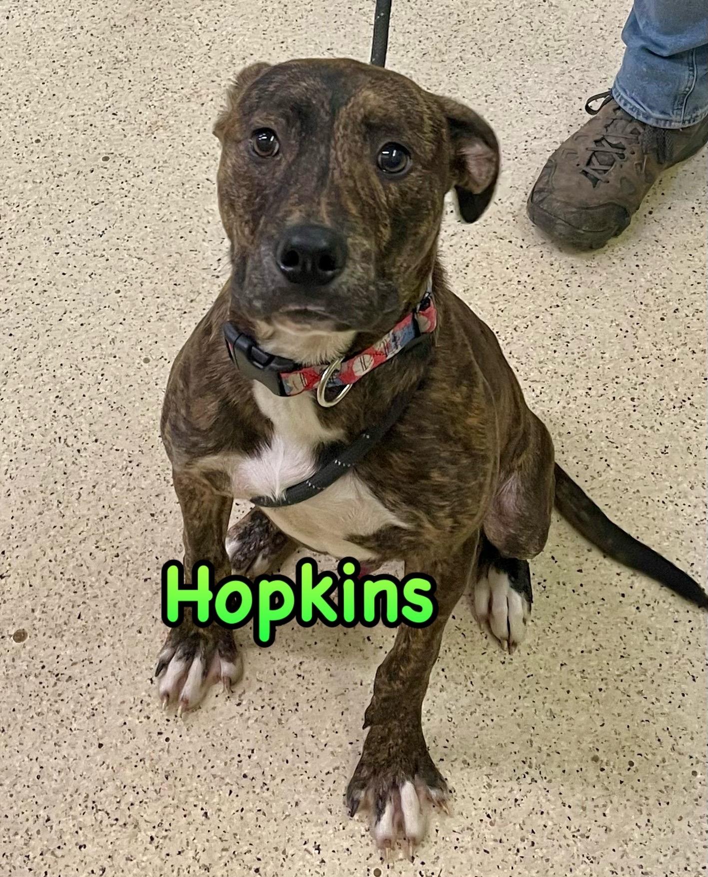 Hopkins