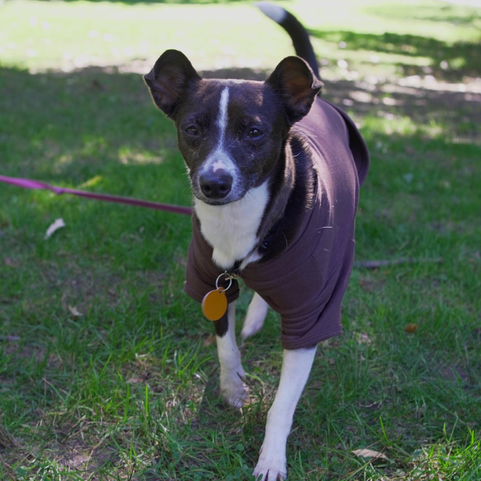 Enlarge Dashi, a Adoptable Chihuahua in Brooklyn, NY image 6/6