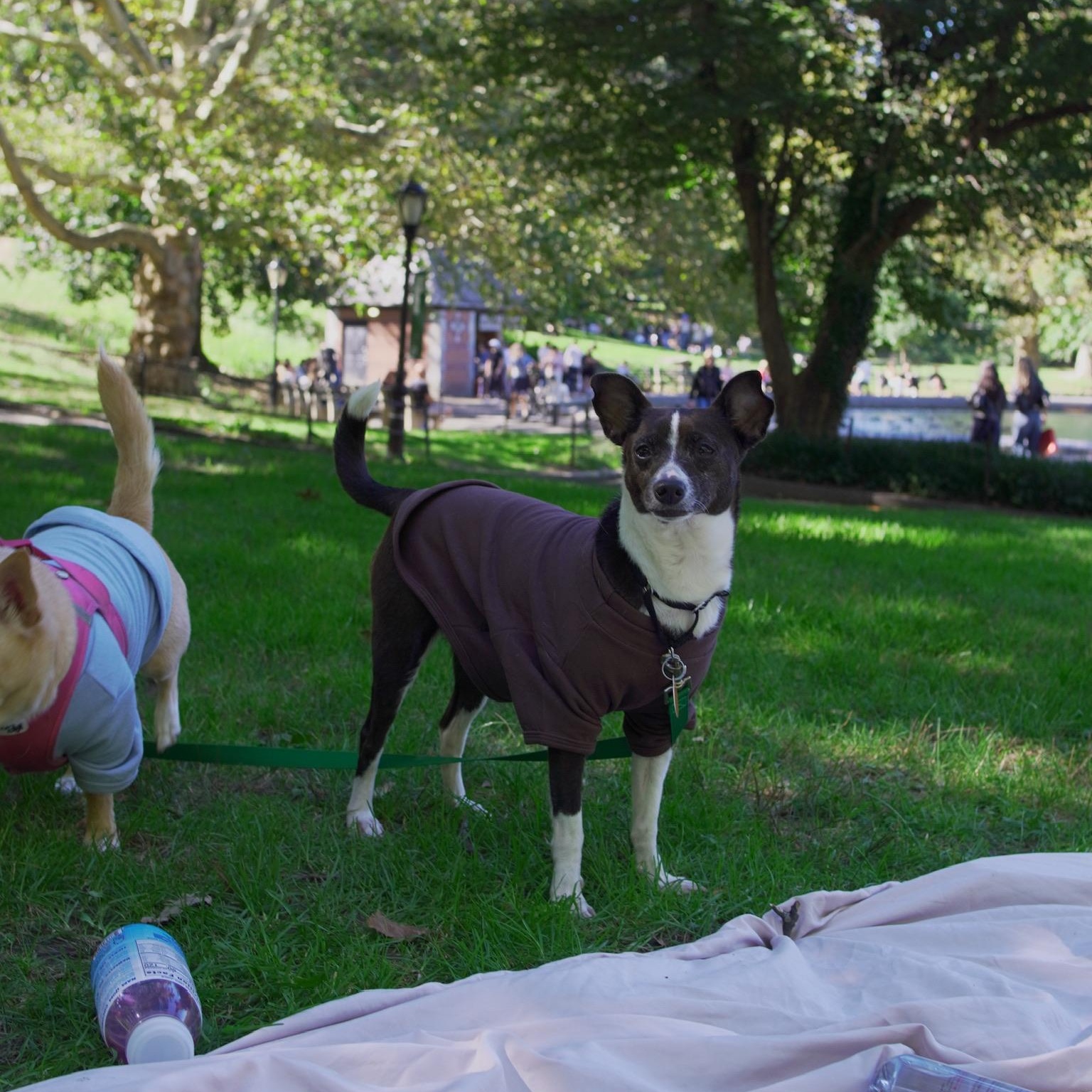 Enlarge Dashi, a Adoptable Chihuahua in Brooklyn, NY image 5/6
