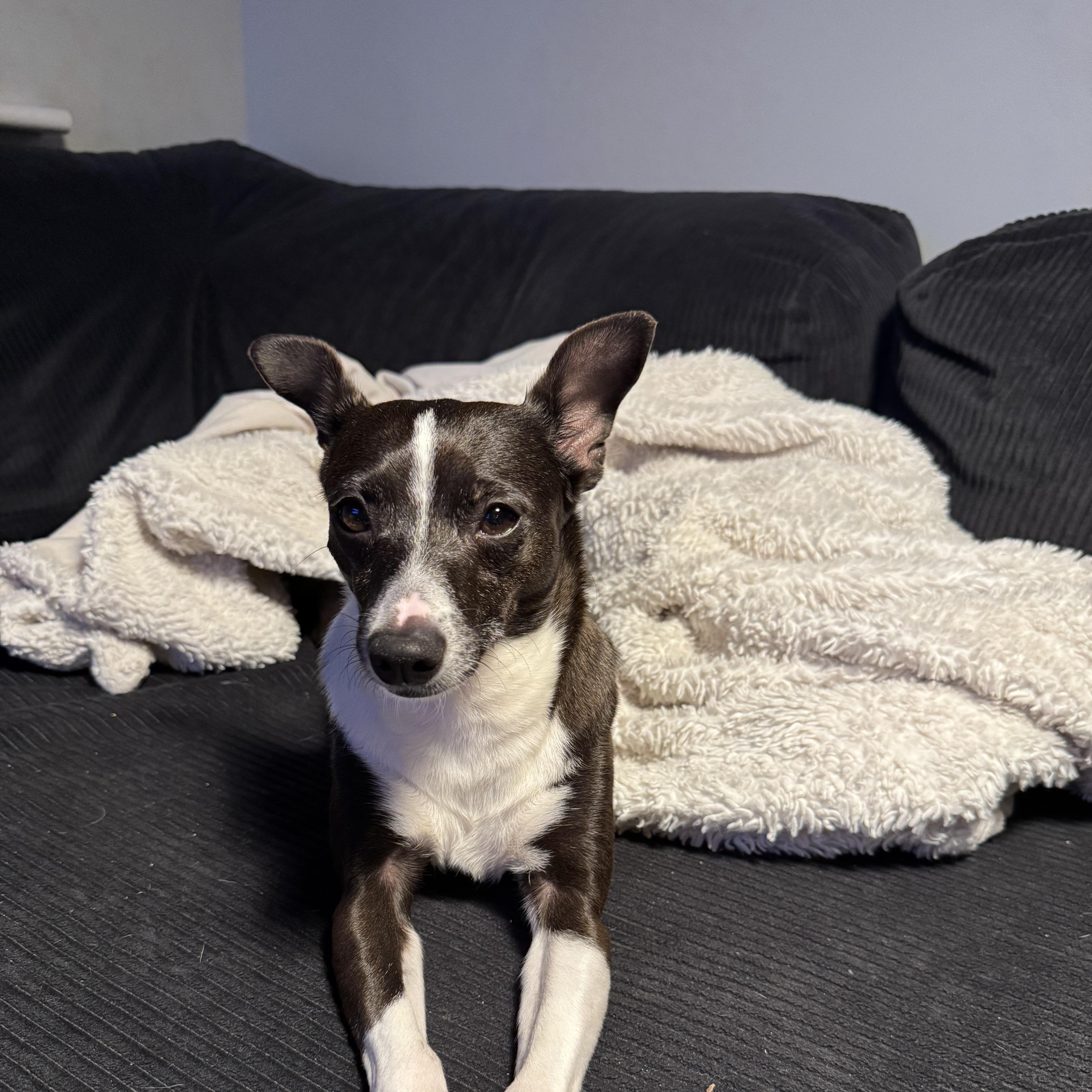 Enlarge Dashi, a Adoptable Chihuahua in Brooklyn, NY image 3/6