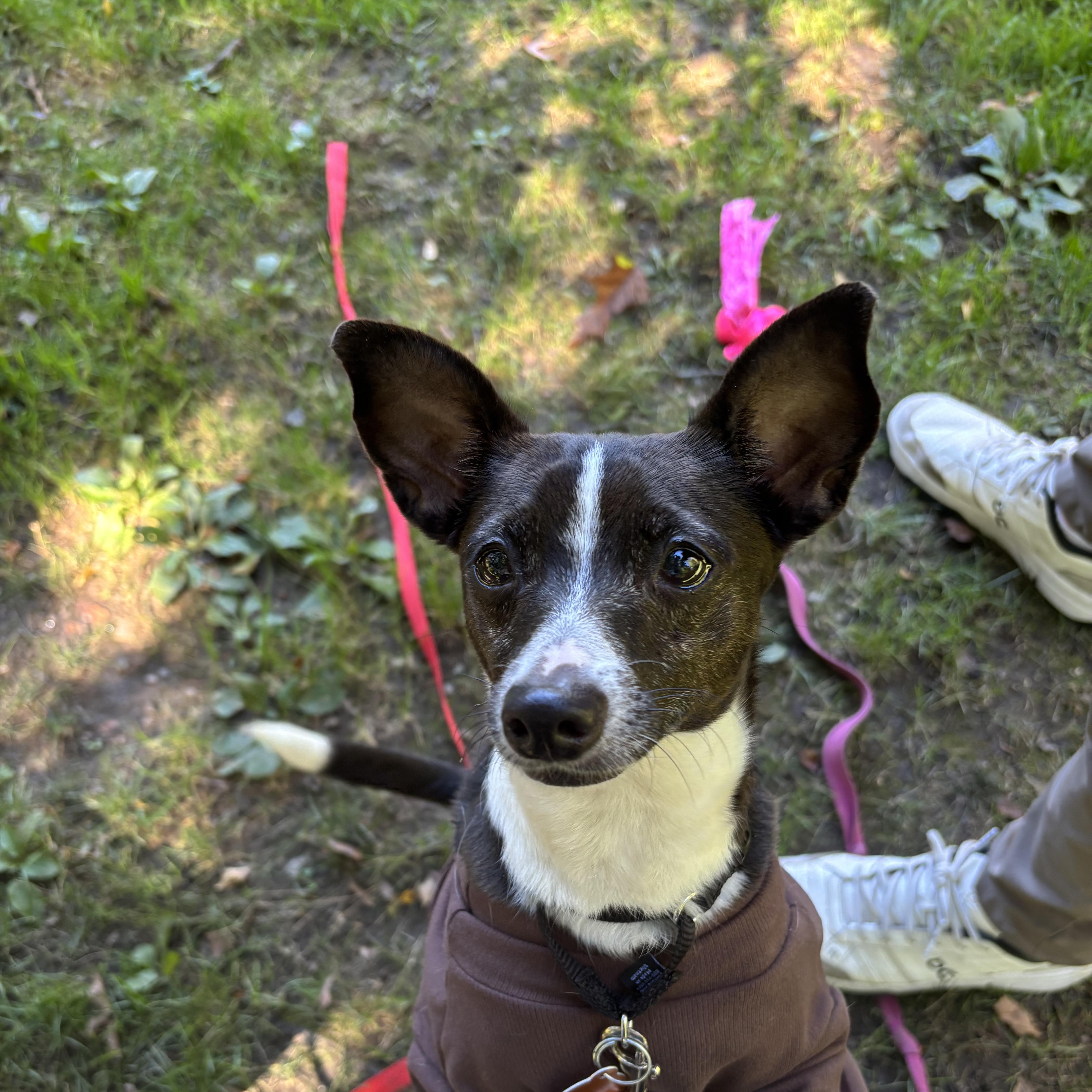 Enlarge Dashi, a Adoptable Chihuahua in Brooklyn, NY image 1/6