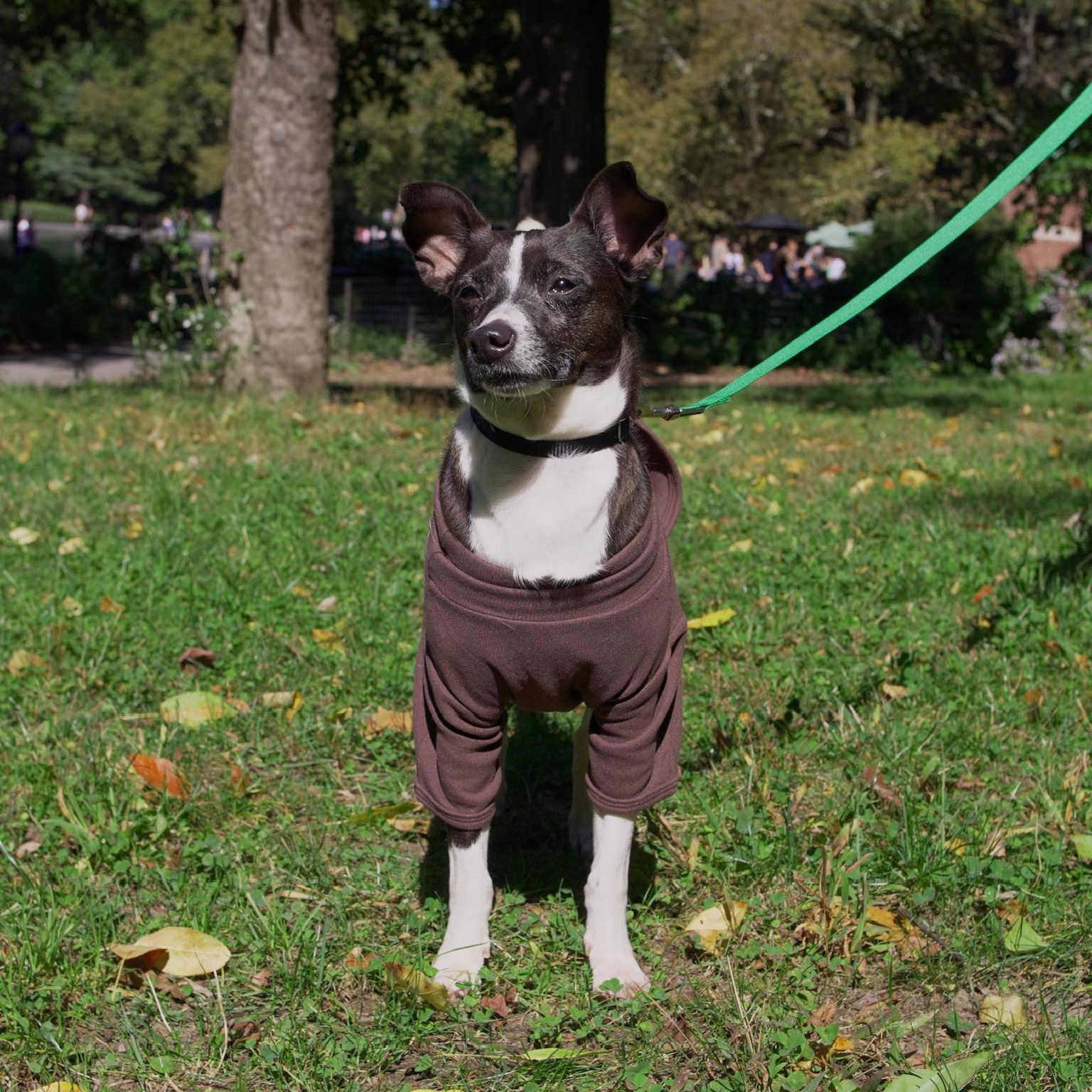 Enlarge Dashi, a Adoptable Chihuahua in Brooklyn, NY image 2/6