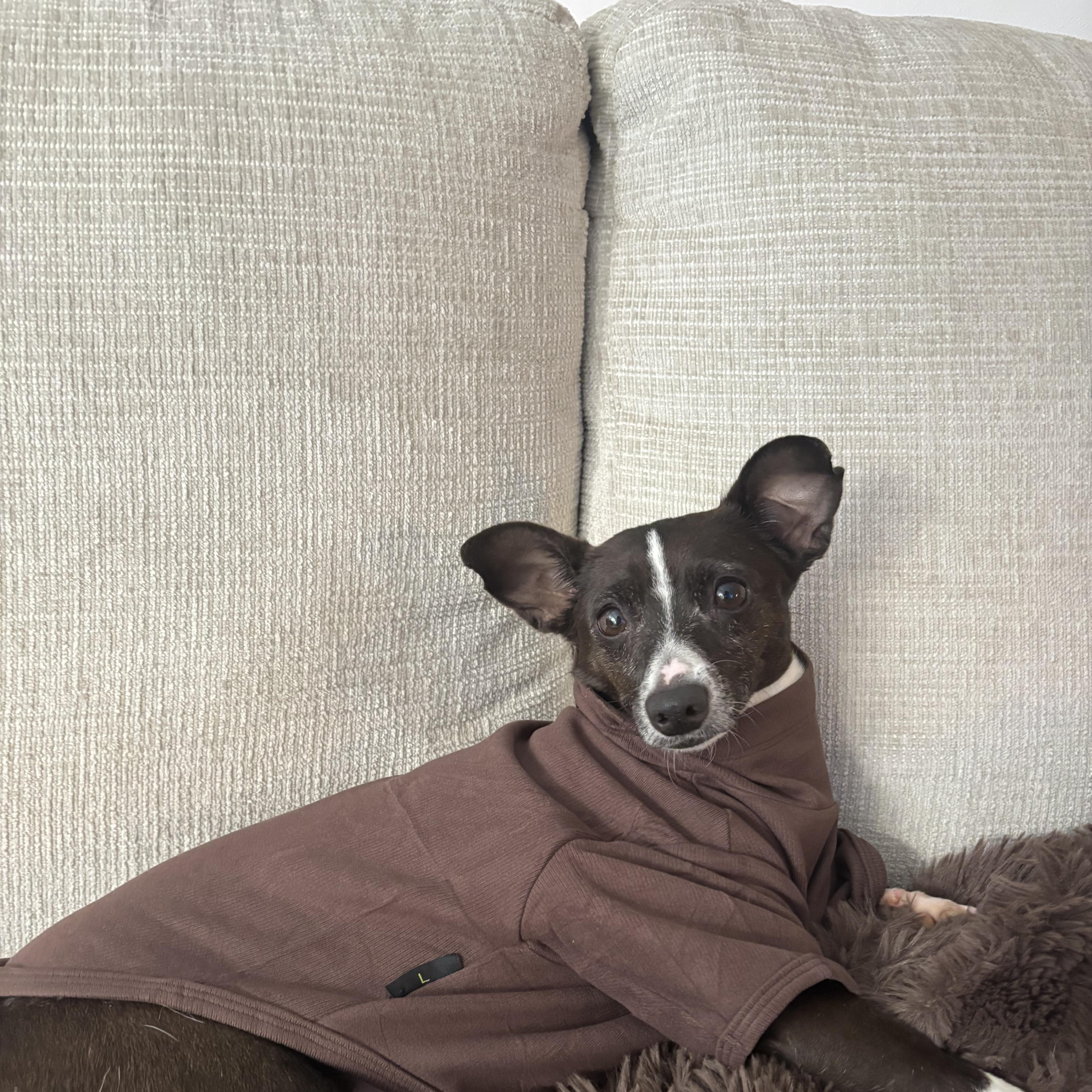 Enlarge Dashi, a Adoptable Chihuahua in Brooklyn, NY image 4/6