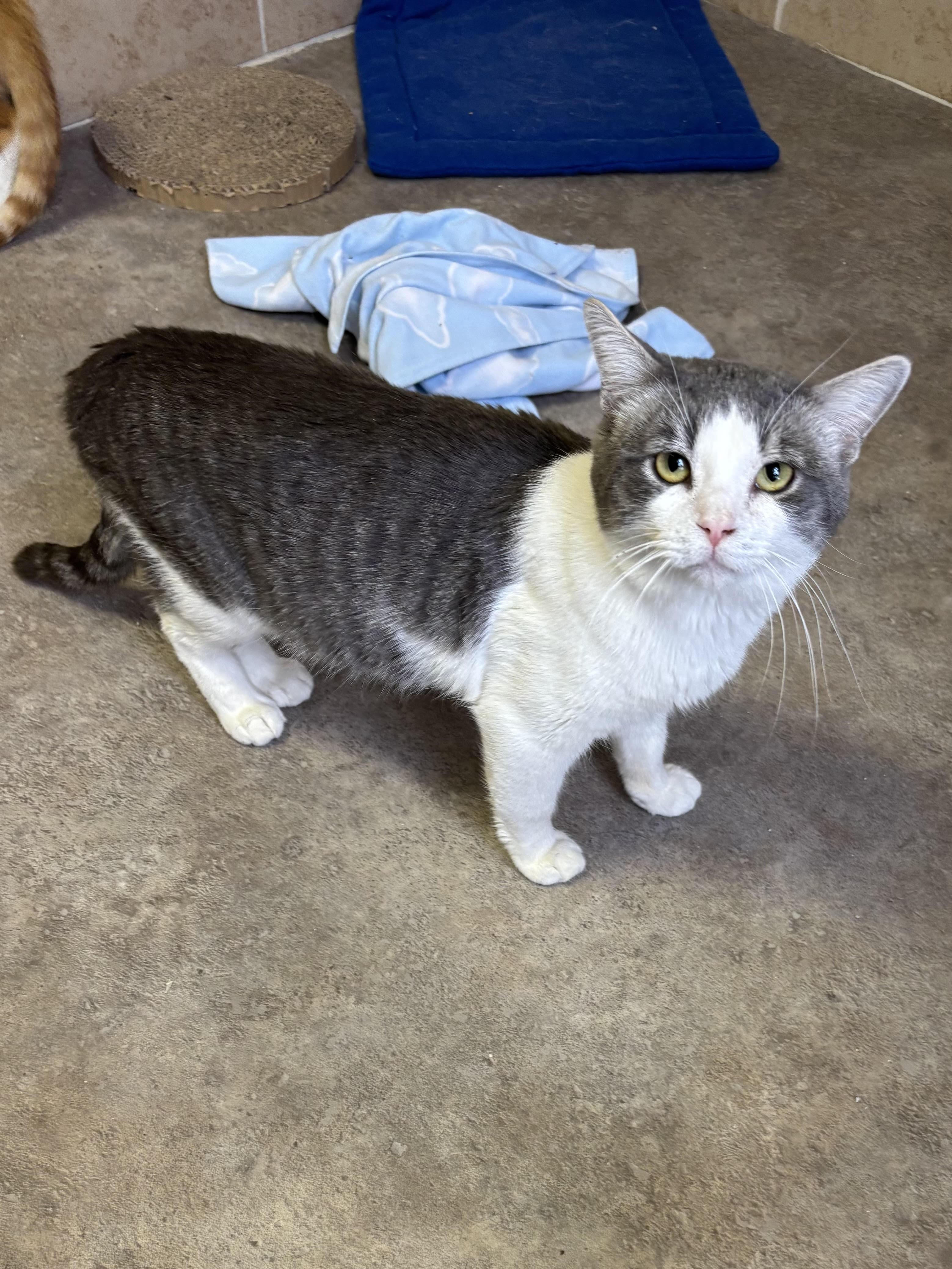 Raggs, ADOPTABLE, Adult Male Domestic Short Hair.