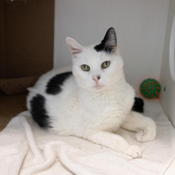 Enlarge Chloe, a Adoptable mixed breed in Des Moines, IA image 1/1