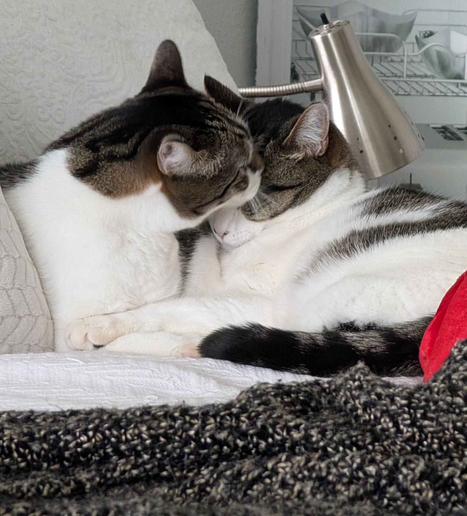 Turbo (bonded to Remy), Adoptable, Adult Male Domestic Short Hair.