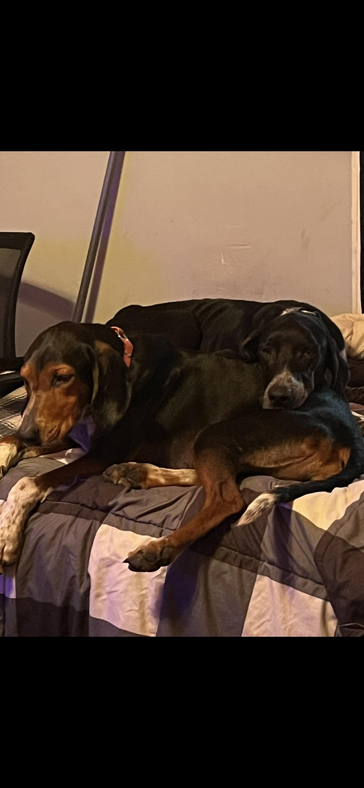 Sassy, a ADOPTABLE mixed breed in Elloree, SC image 1/5
