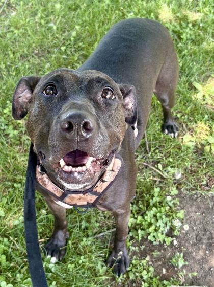 Enlarge Lucy, a Adoptable mixed breed in Cincinnati, OH image 1/3