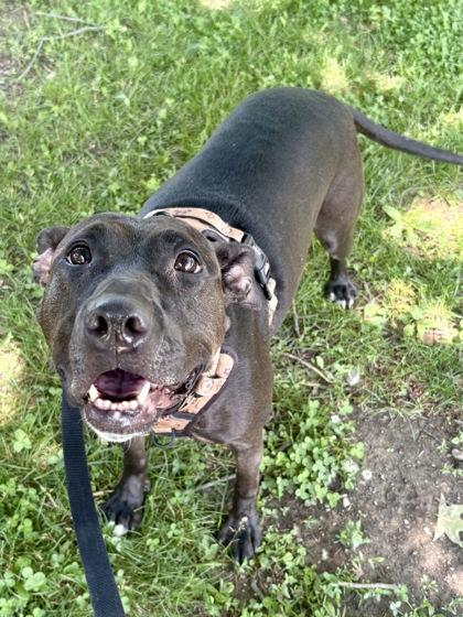 Enlarge Lucy, a Adoptable mixed breed in Cincinnati, OH image 2/3