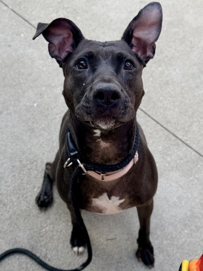 Enlarge Lucy, a Adoptable mixed breed in Cincinnati, OH image 3/3