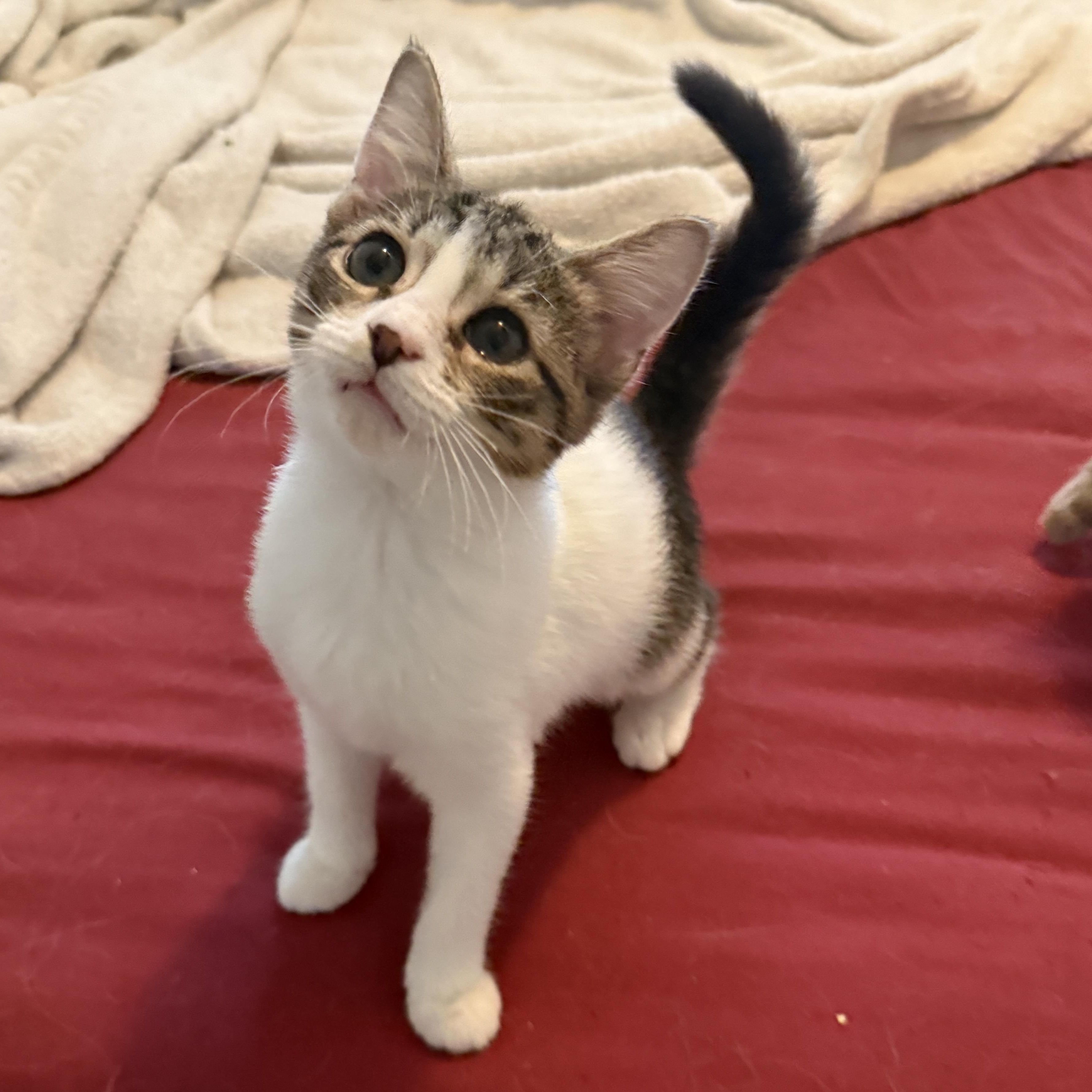 Siren, Adoptable, Kitten Female Domestic Short Hair.