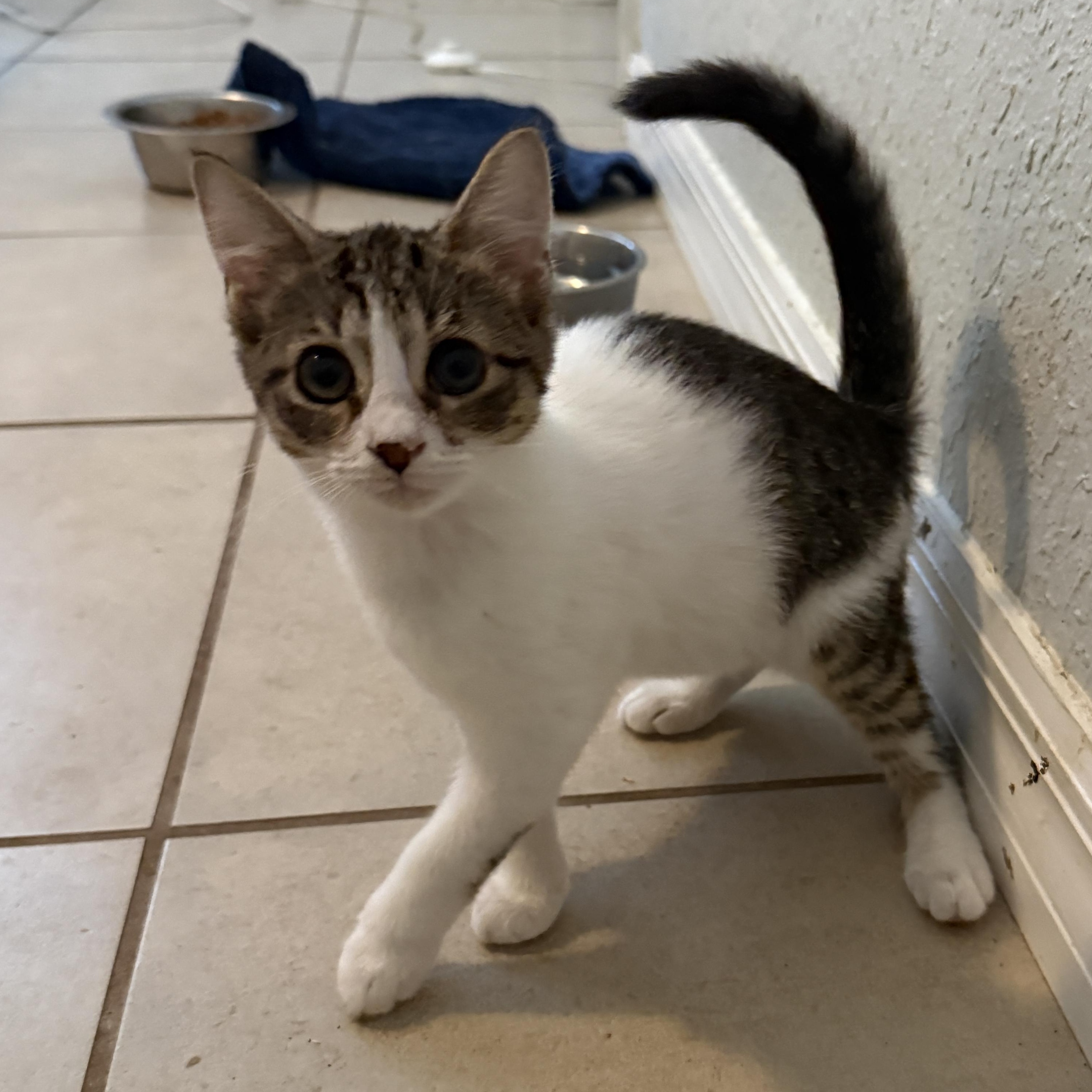 Enlarge Siren, a Adoptable Domestic Short Hair in East Boston , MA image 3/3