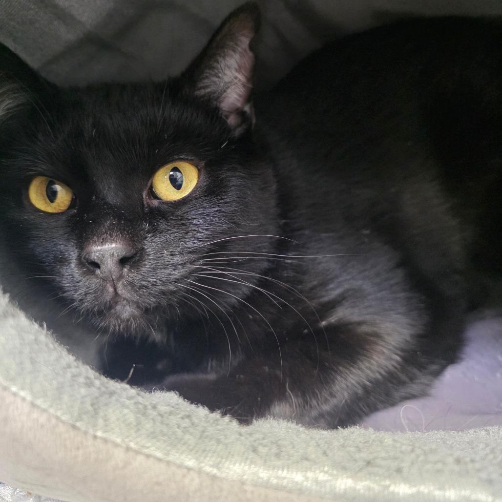 Rick, Adoptable, Adult Male Domestic Short Hair.