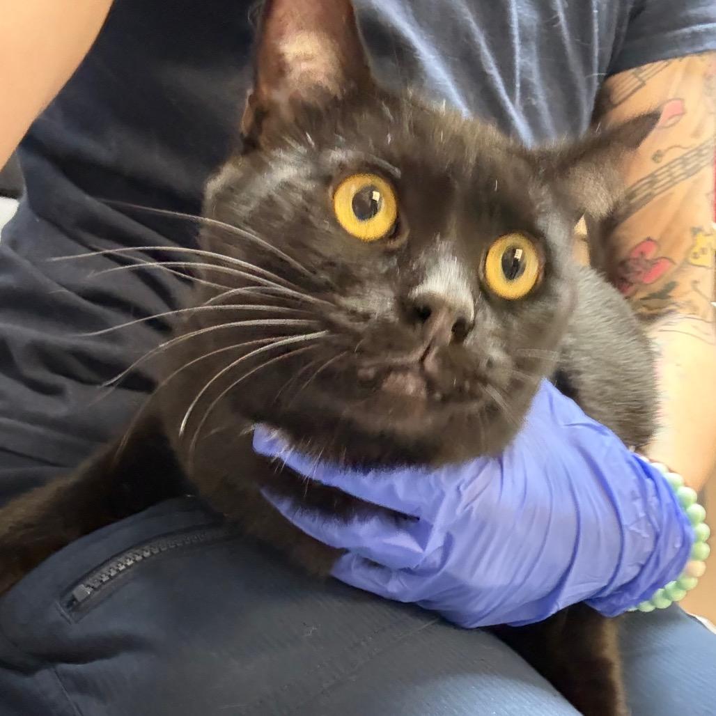 Rick, a Adoptable Domestic Short Hair in Great Falls, MT image 2/2