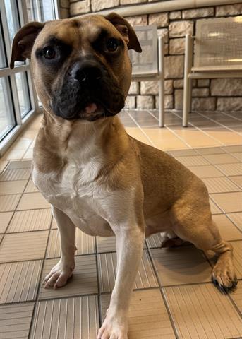 PRINGLE, Adoptable, Young Male Pit Bull Terrier.