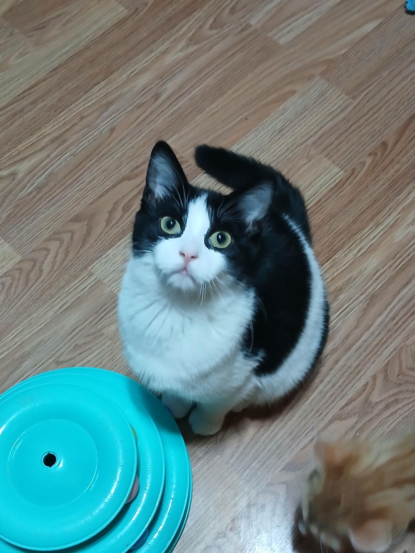 Enlarge Lilith, a Adoptable Domestic Short Hair in Bay City, MI image 1/1