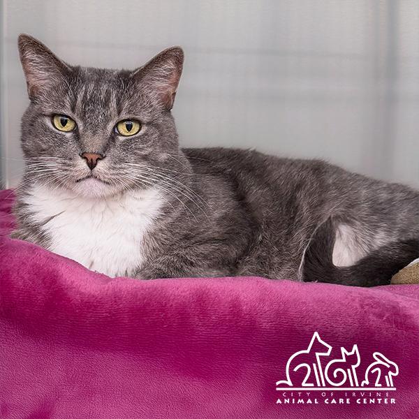 Enlarge CALI, a Adoptable Domestic Short Hair in Irvine, CA image 1/1