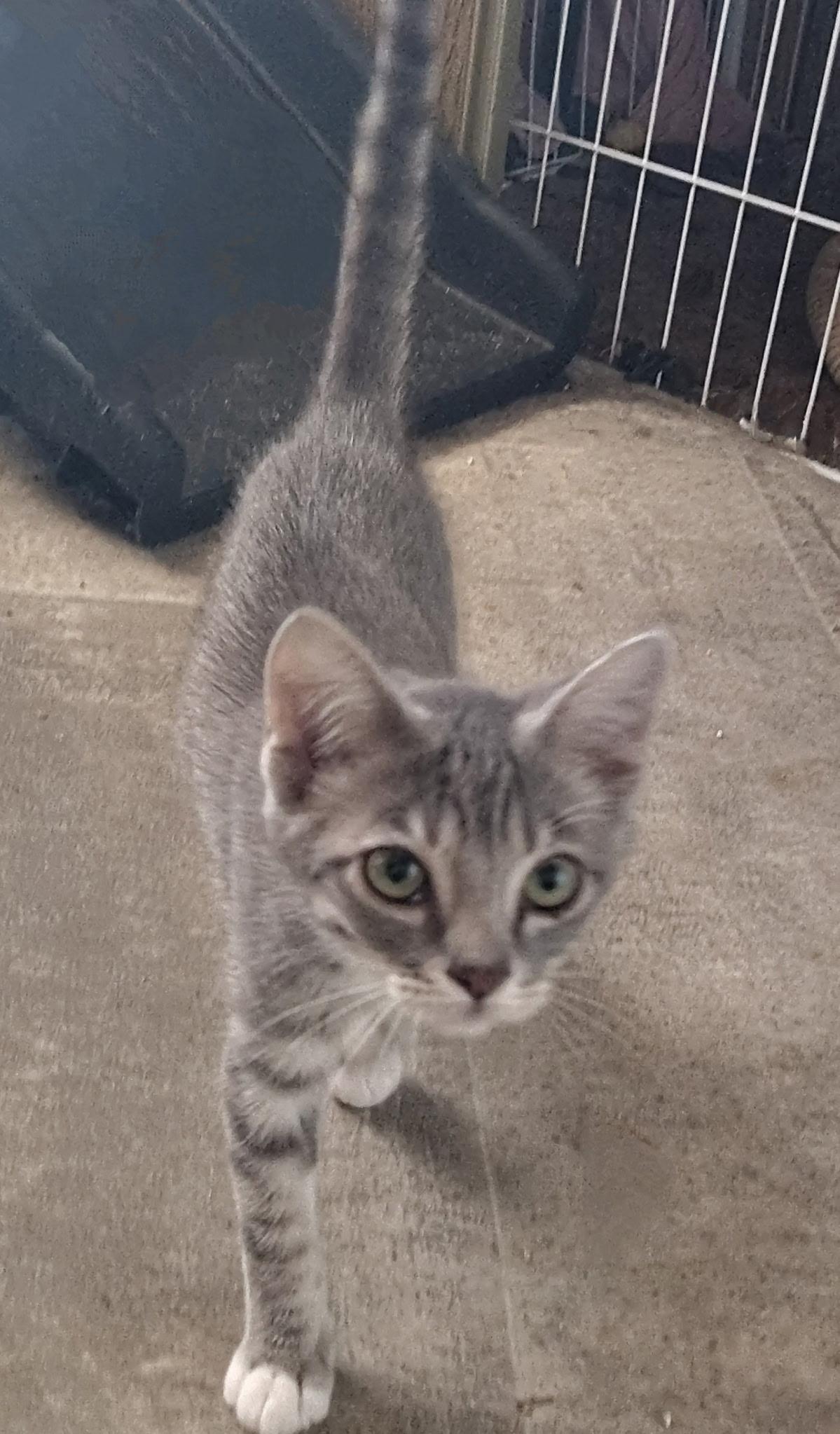 Enlarge Chevy, a Adoptable Domestic Short Hair in Fresno, CA image 1/4