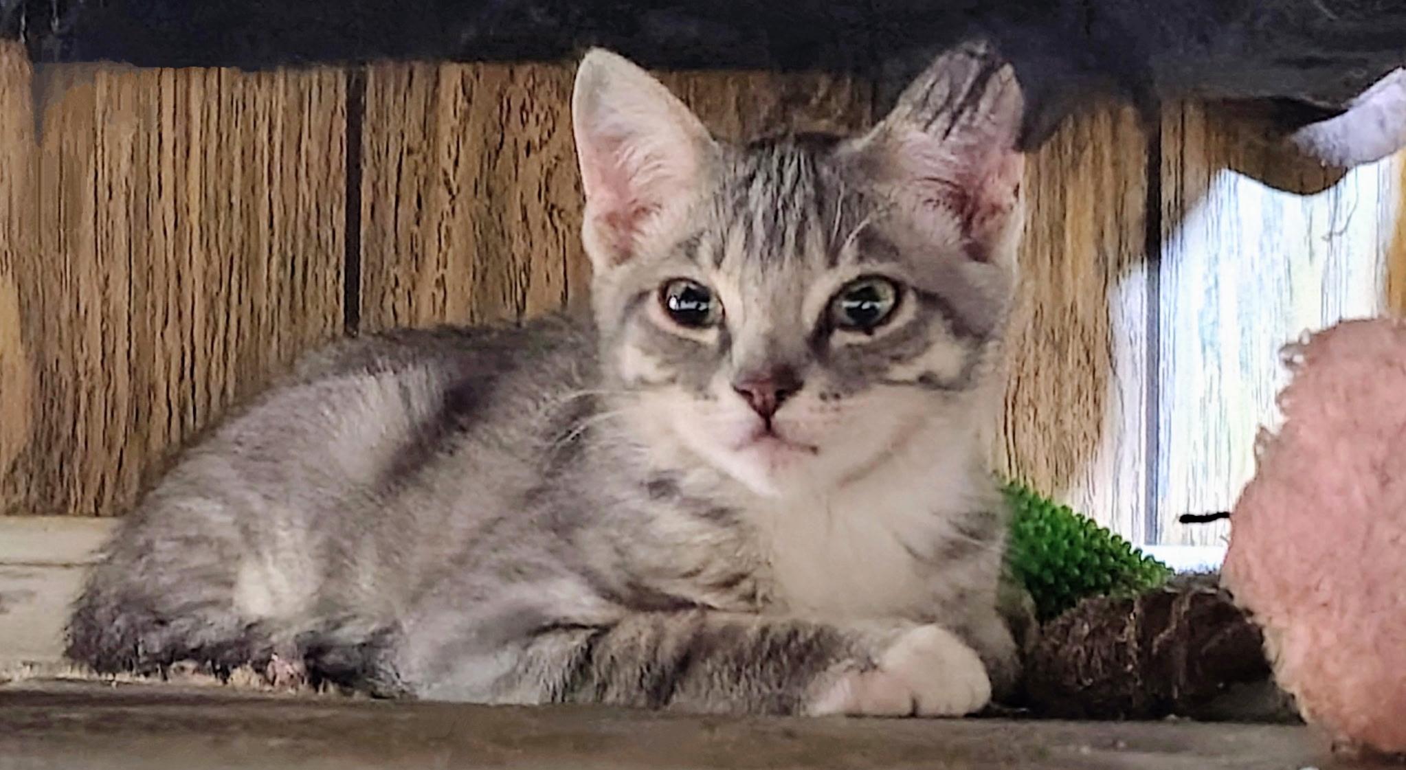 Enlarge Chevy, a Adoptable Domestic Short Hair in Fresno, CA image 2/4