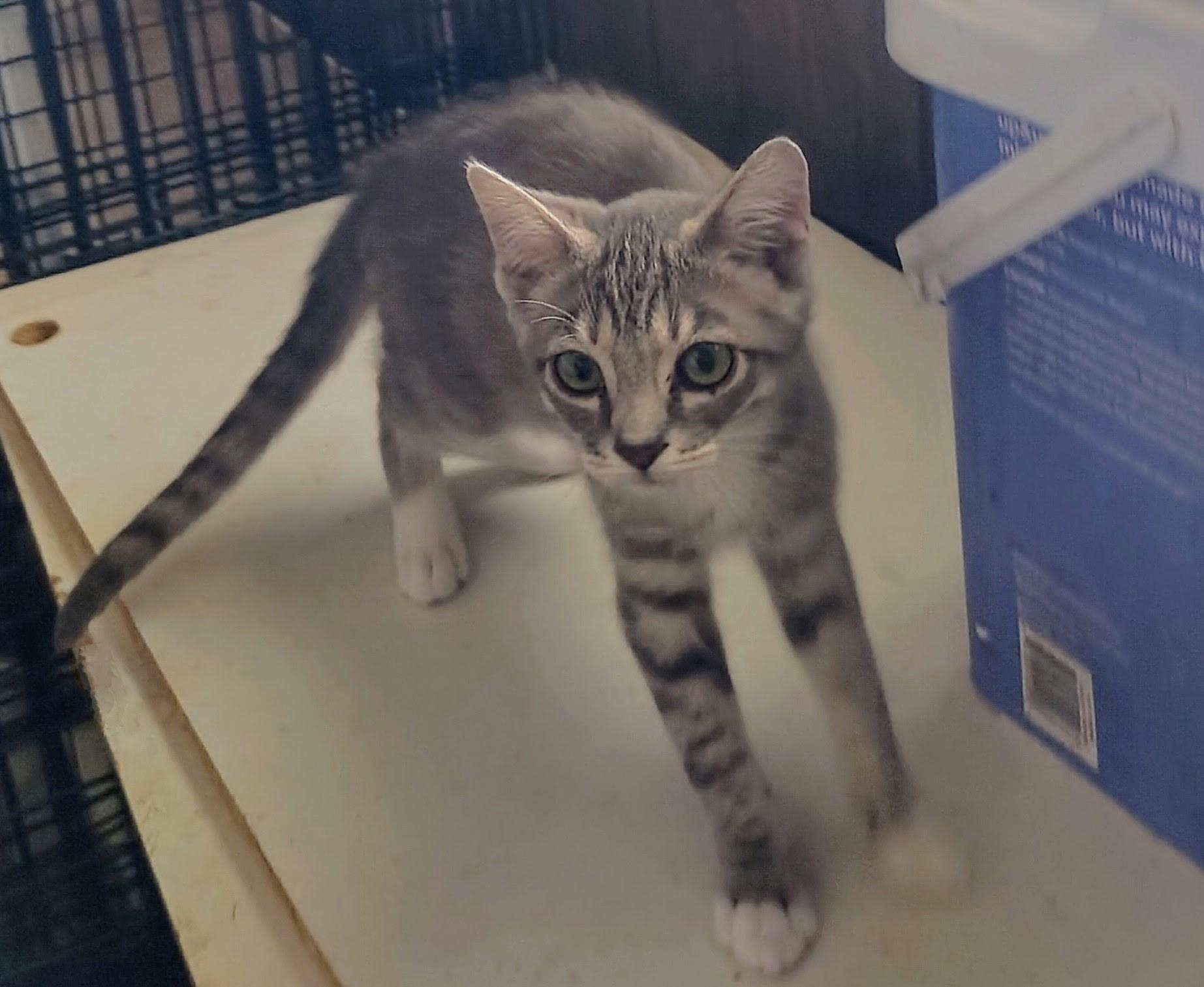 Enlarge Chevy, a Adoptable Domestic Short Hair in Fresno, CA image 3/4