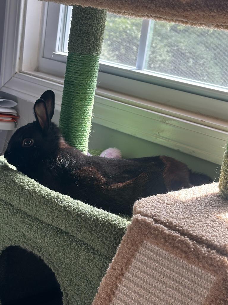Enlarge Sabbath, a Adoptable Netherland Dwarf in Bloomington, IN image 1/5
