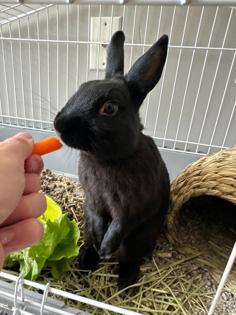 Enlarge Sabbath, a Adoptable Netherland Dwarf in Bloomington, IN image 2/5