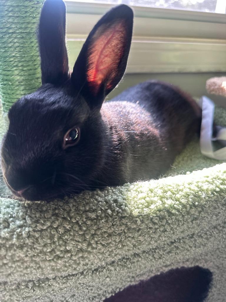 Enlarge Sabbath, a Adoptable Netherland Dwarf in Bloomington, IN image 3/5