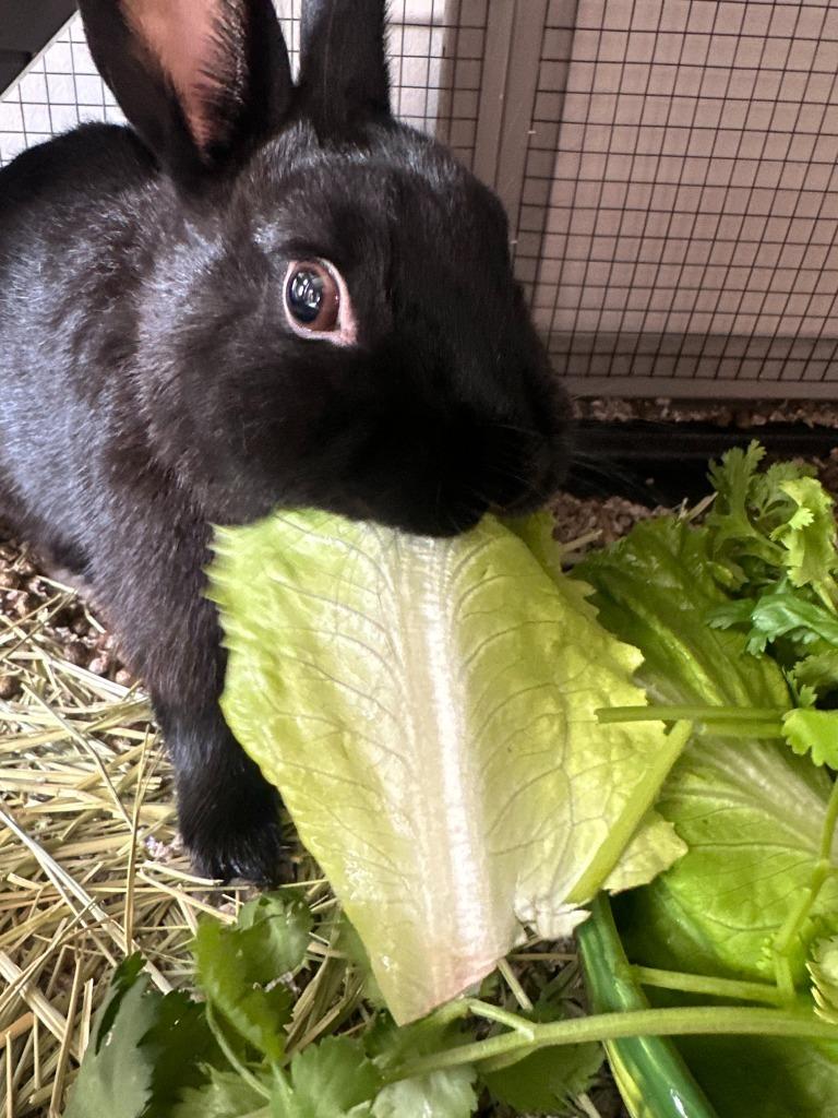 Enlarge Sabbath, a Adoptable Netherland Dwarf in Bloomington, IN image 4/5