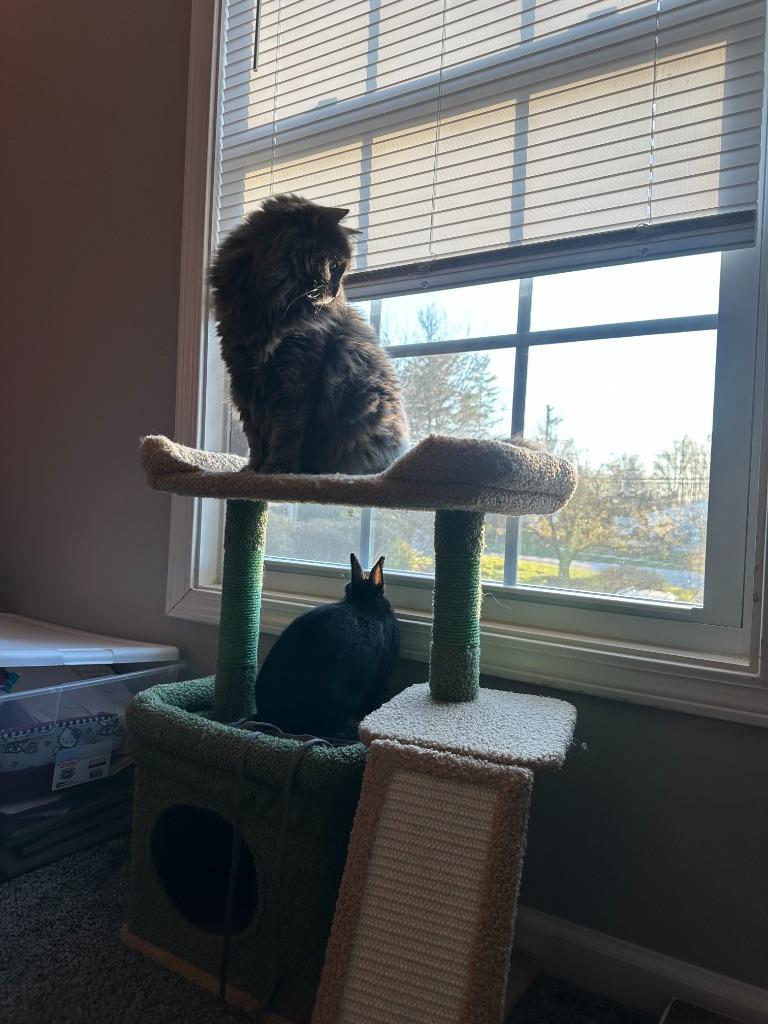 Enlarge Sabbath, a Adoptable Netherland Dwarf in Bloomington, IN image 5/5