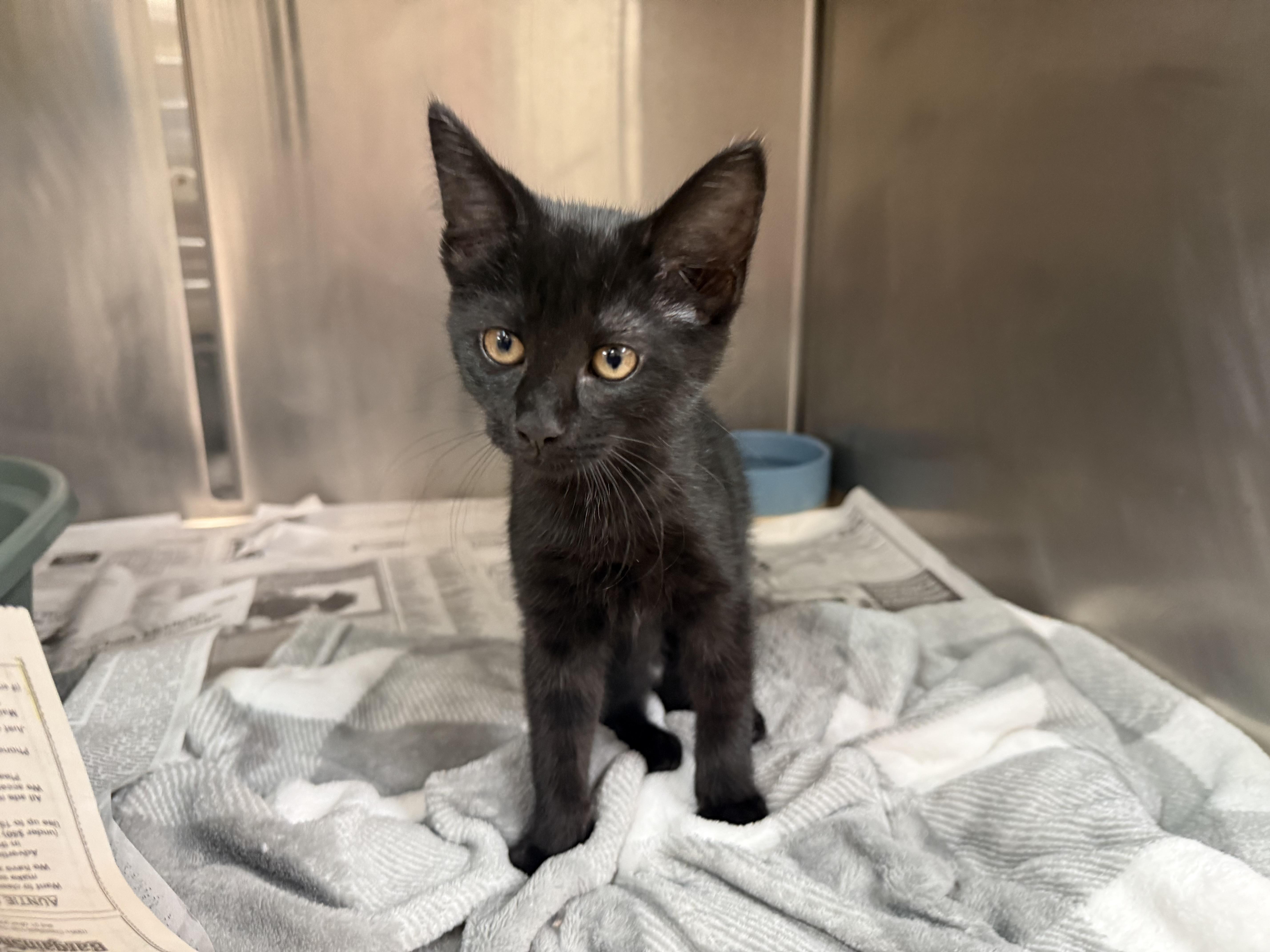 Sunbear, an adopted Domestic Short Hair in Latrobe, PA image 2/3
