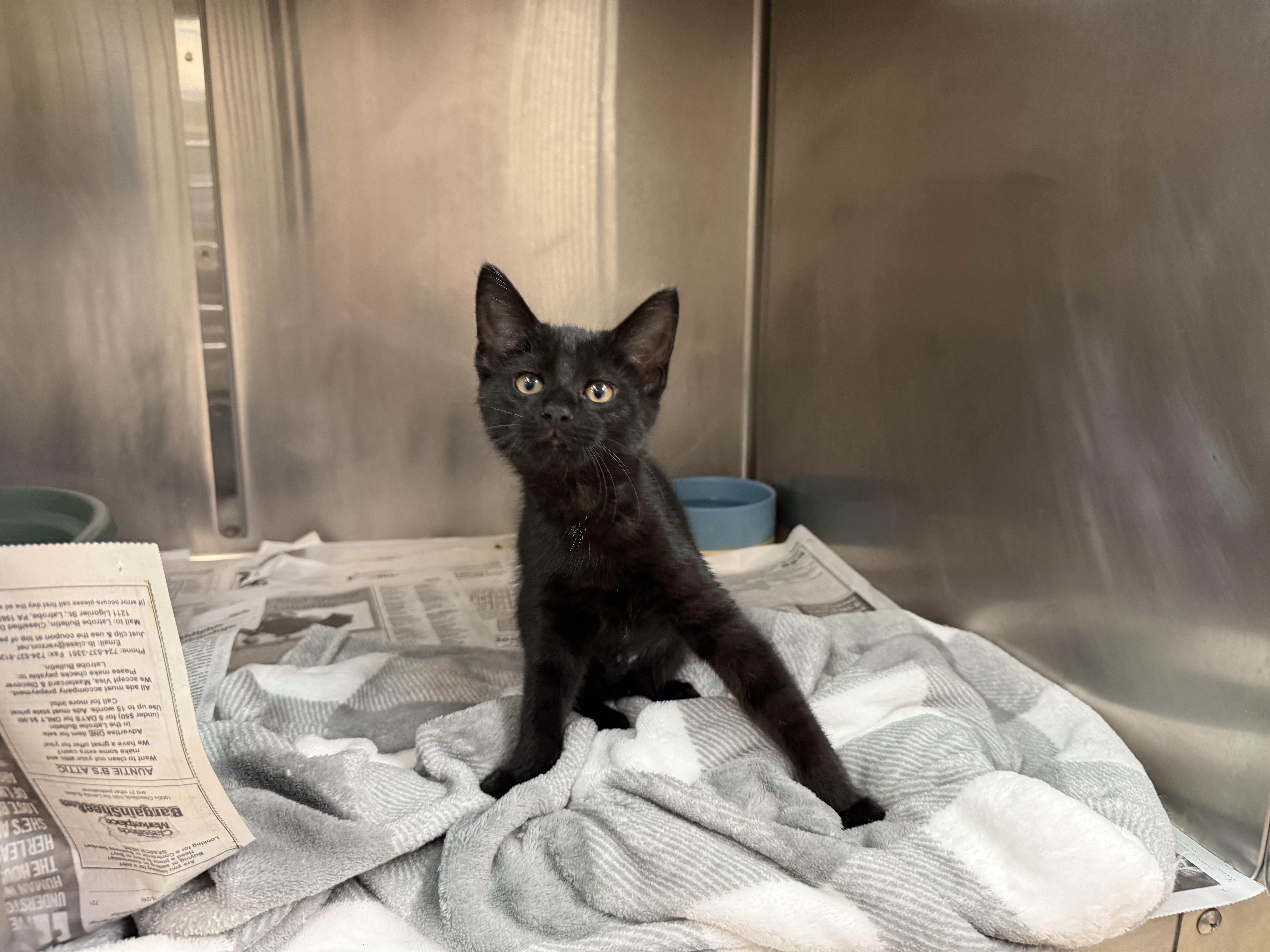 Sunbear, an adopted Domestic Short Hair in Latrobe, PA image 3/3