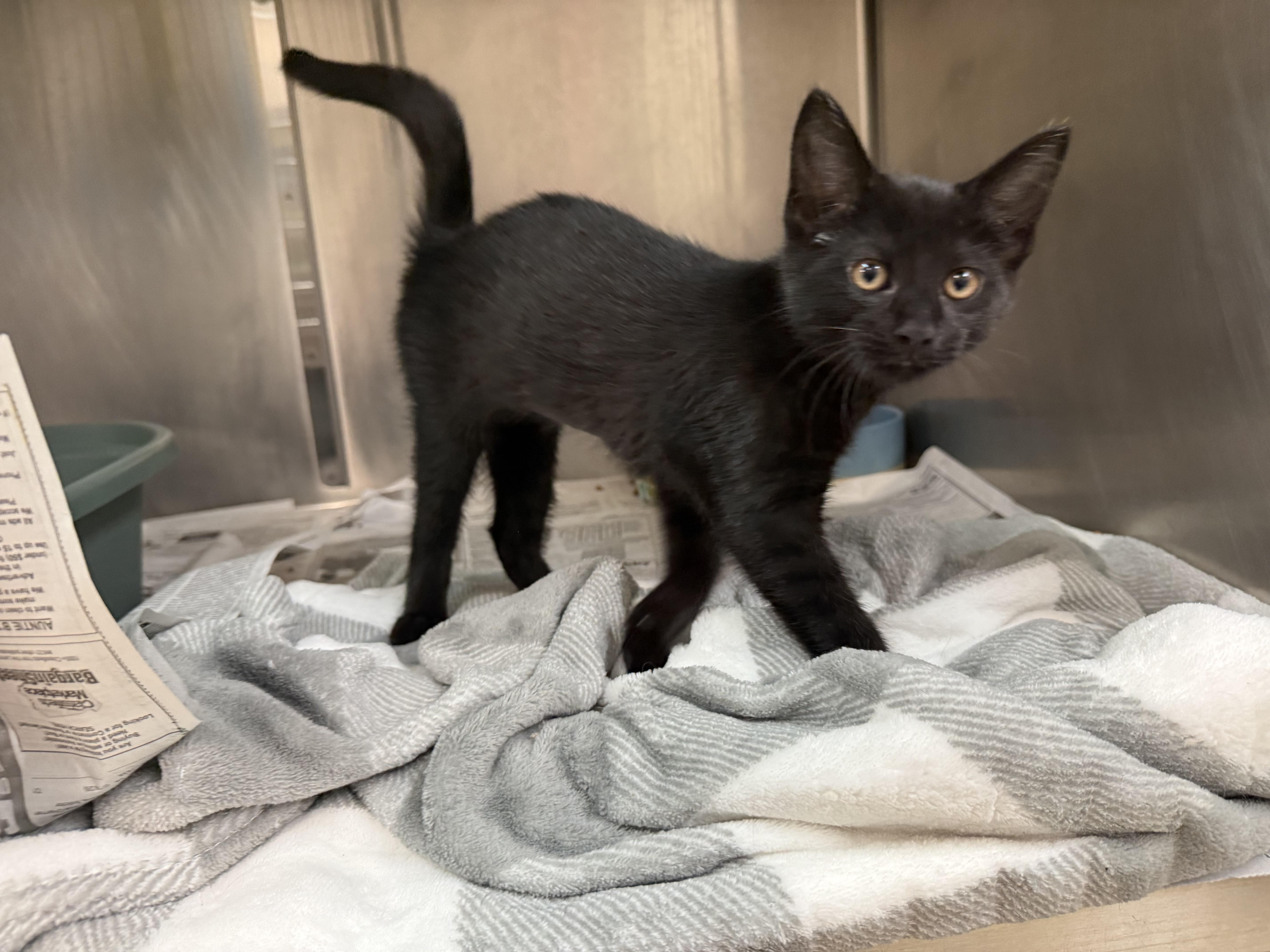 Sunbear, an adopted Domestic Short Hair in Latrobe, PA image 1/3