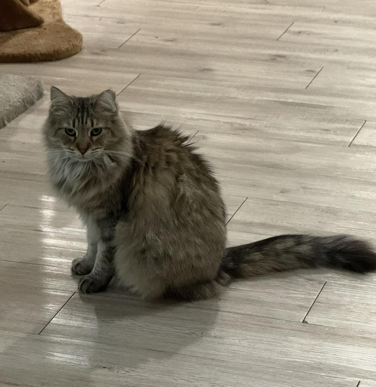 Evie Spring, Adoptable, Adult Female Tabby & Torbie.