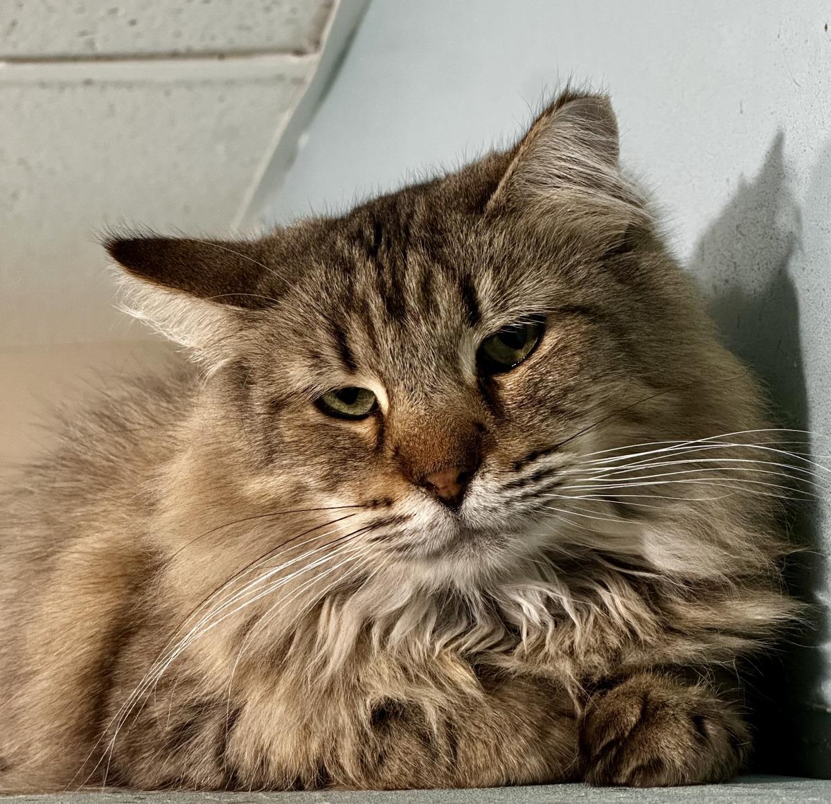 Evie Spring, Adoptable, Adult Female Tabby & Torbie.