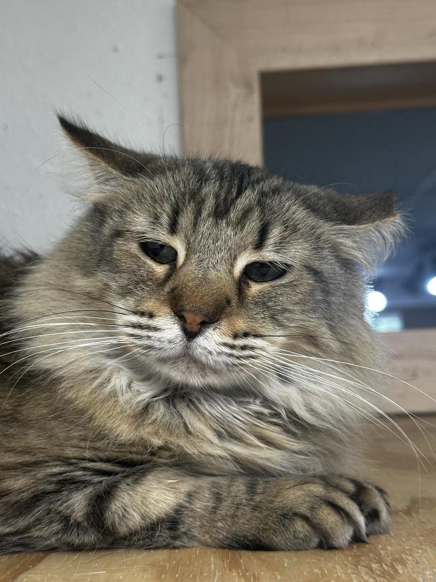 Enlarge Evie Spring, a Adoptable mixed breed in Chandler, AZ image 2/2