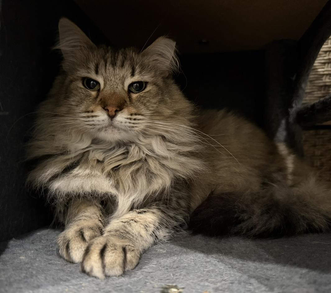 Enlarge Evie Spring, a Adoptable mixed breed in Chandler, AZ image 3/3