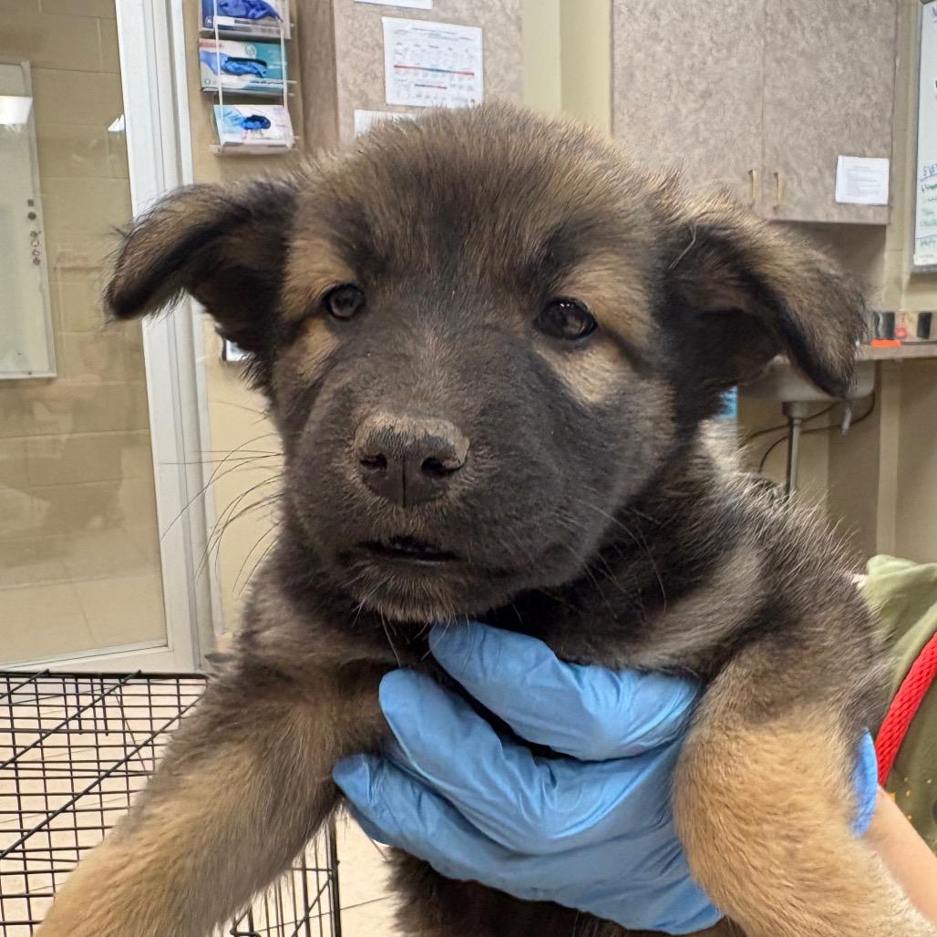 Mikasa, Adoptable, Puppy Female Shepherd.